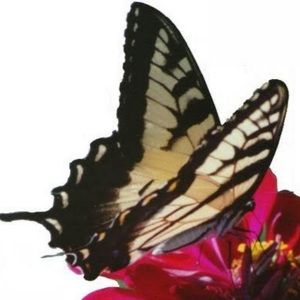 Meet your Posher, Gerding